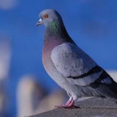 Приметы про голубей и суеверия про птиц голубь