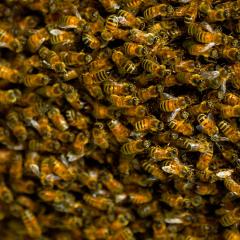 Вымирание пчел: причины и последствия