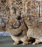 All About Breeding Rabbits At Home