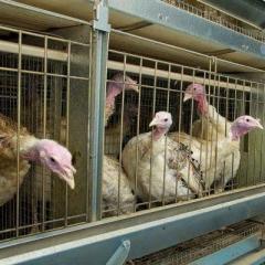 Breeding laying hens as a business: profitable or not Breeding as a business profitable or not