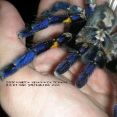 The blue spider is the most beautiful spider in the world Questions for self-examination