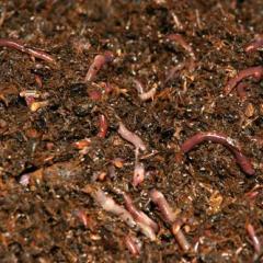 California worms - breeding at home